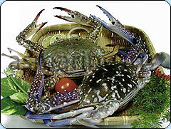 Blue Swimming Crab