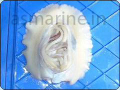 Cuttle Fish Whole Cleaned