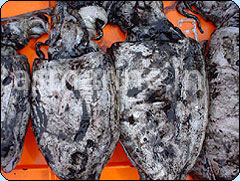 Cuttle Fish Whole Round