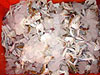 Cut Crab