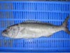 Green Job Fish