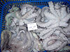 Octopus Long Legs