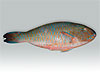 Parrot Fish