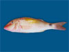 Red Mullet
