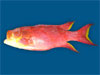 Red Reef Cod