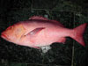 Red Snapper Bohar