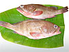 Reef Cod Red Belly
