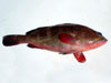 Reef Cod