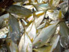 Green Job Fish