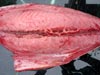 Yellow Fin Tuna