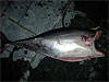 Yellow Fin Tuna HTG