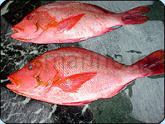 Red Snapper Whole