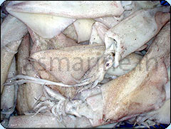 Squid Whole/Cleaned