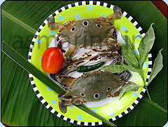 Three Spot Crab